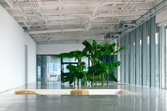 Light-filled interior with an exposed ceiling and indoor plants